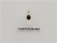 藏品(六斑月瓢蟲)的圖片